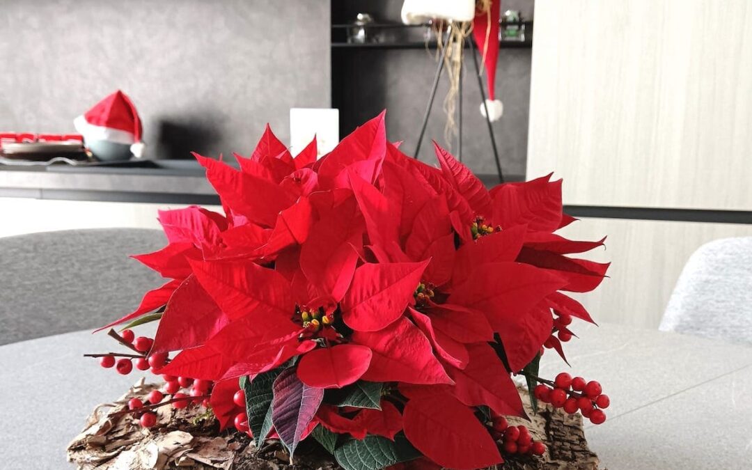 Natale