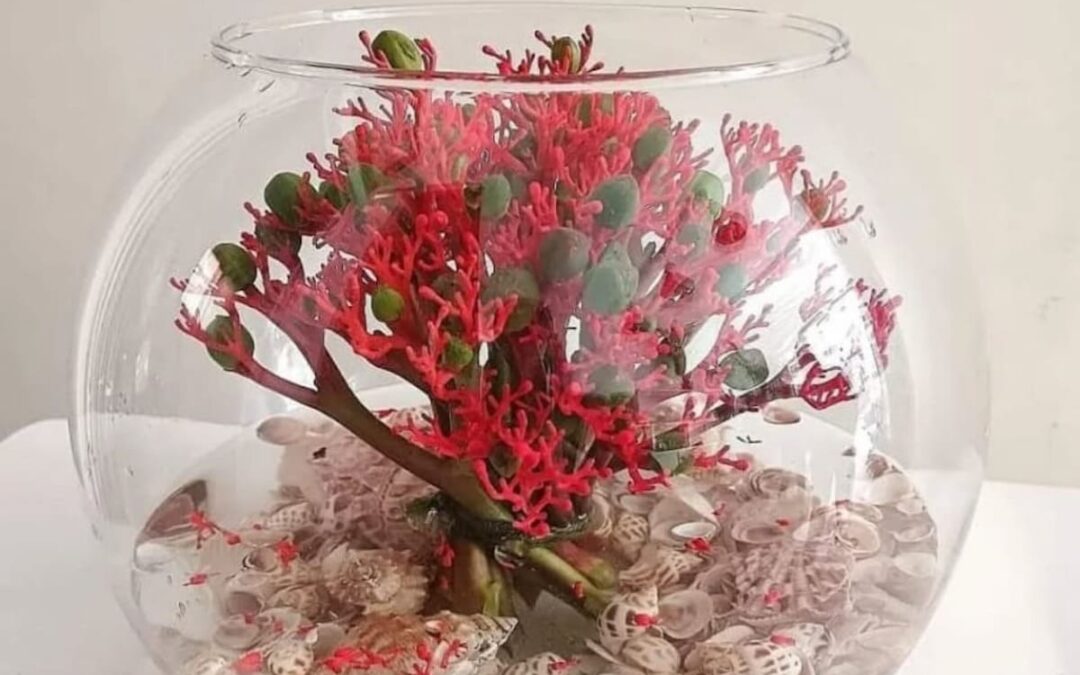 Vasi e Fiori